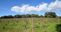 Fattoria in vendita in Sardegna