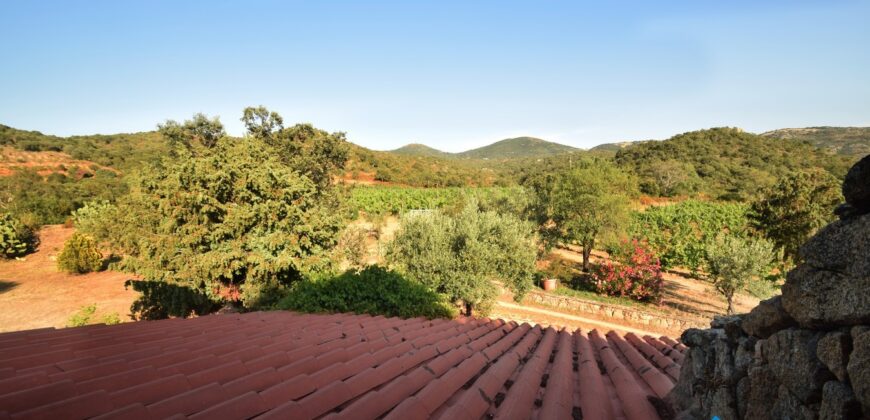 Azienda agricola in vendita Olbia con vigneto ref.Casagliana