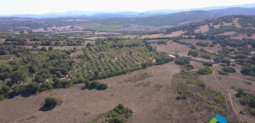 Landwirtschaftsfläche zu verkaufen Arzachena ref Cacabrocciu