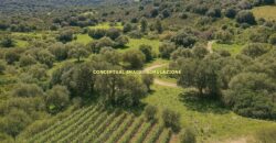 Stazzo in vendita Arzachena ref San Biagio
