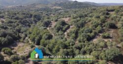 Stazzo in vendita San Antonio di Gallura Ref Fichicani