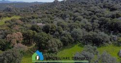 Azienda agricola in vendita in Gallura ref Cuncosu
