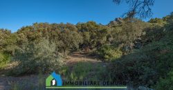 Azienda agricola in vendita in Gallura ref Cuncosu