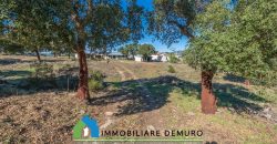 Azienda agricola in vendita in Gallura ref Cuncosu