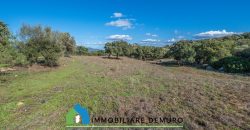 Azienda agricola in vendita in Gallura ref Cuncosu