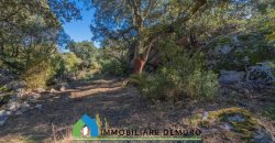 Azienda agricola in vendita in Gallura ref Cuncosu