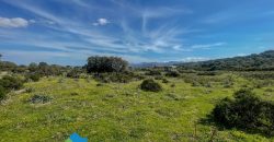 Azienda agricola in vendita in Gallura ref Cuncosu