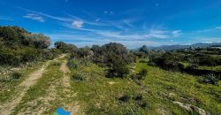 Azienda agricola in vendita in Gallura ref Cuncosu