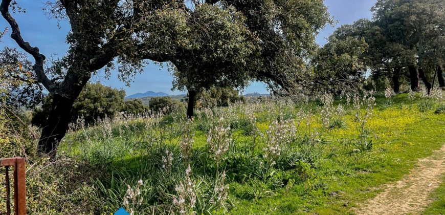 Azienda agricola in vendita in Gallura ref Cuncosu