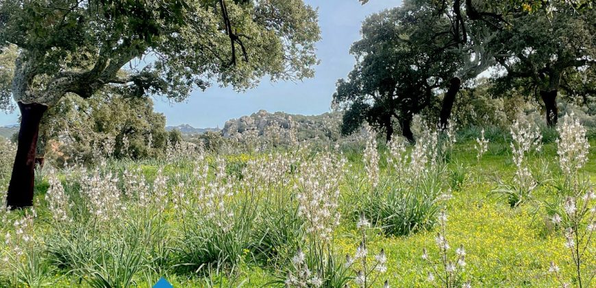 Azienda agricola in vendita in Gallura ref Cuncosu
