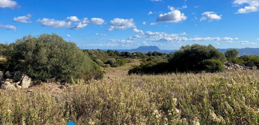 Azienda agricola in vendita in Gallura ref Cuncosu