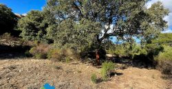 Azienda agricola in vendita in Gallura ref Cuncosu