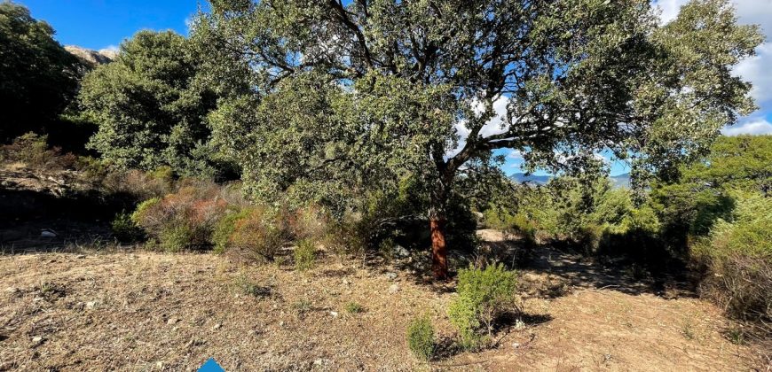 Azienda agricola in vendita in Gallura ref Cuncosu