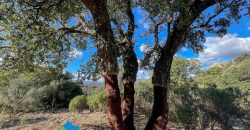 Azienda agricola in vendita in Gallura ref Cuncosu