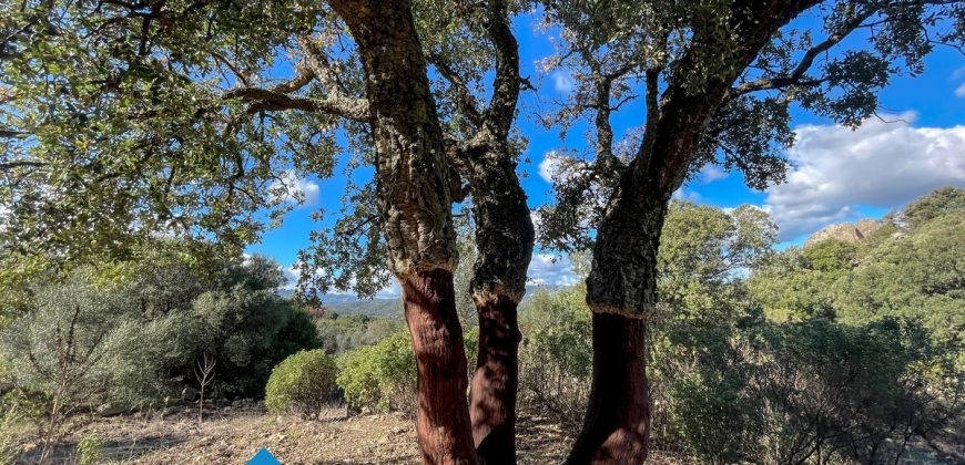 Azienda agricola in vendita in Gallura ref Cuncosu
