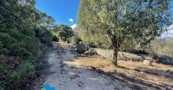 Azienda agricola in vendita in Gallura ref Cuncosu