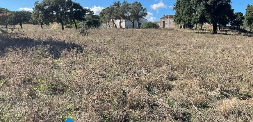 Azienda agricola in vendita in Gallura ref Cuncosu