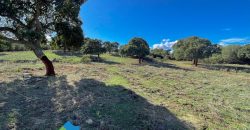 Azienda agricola in vendita in Gallura ref Cuncosu