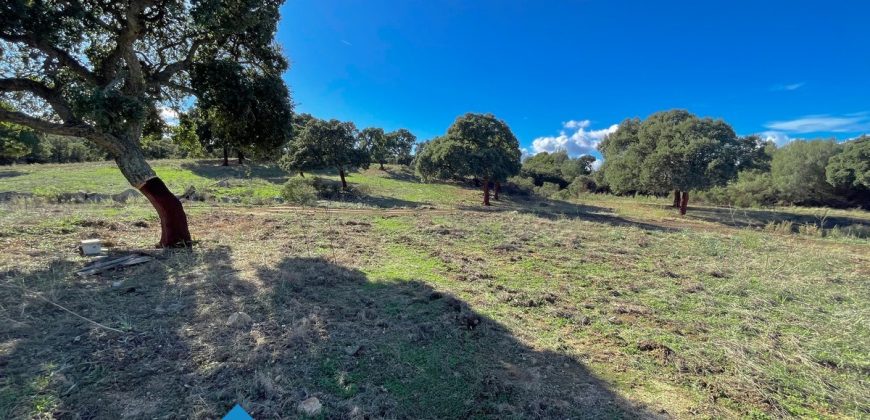 Azienda agricola in vendita in Gallura ref Cuncosu