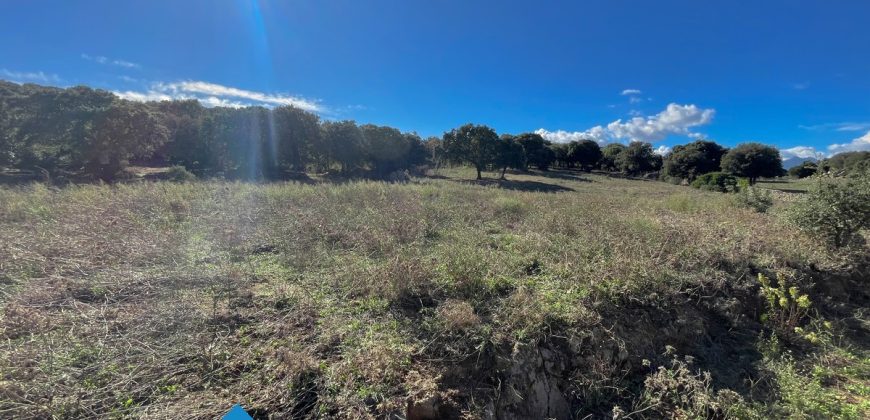 Azienda agricola in vendita in Gallura ref Cuncosu
