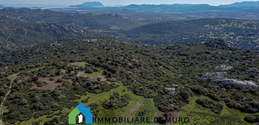 Azienda agricola in vendita in Gallura ref Cuncosu
