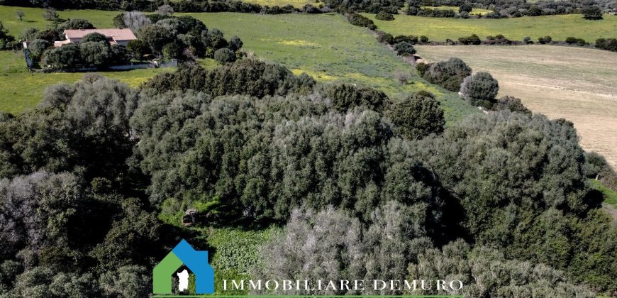 Casa di campagna in vendita Luogosanto ref.Lu Campu