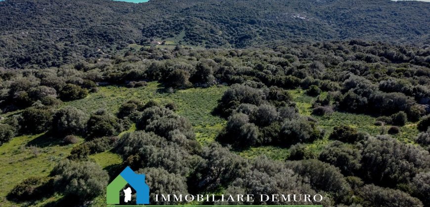Casa di campagna in vendita Luogosanto ref.Lu Campu