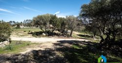 Farm for Sale in Gallura
