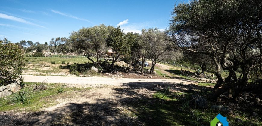Farm for Sale in Gallura