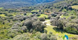 Farm for Sale in Gallura