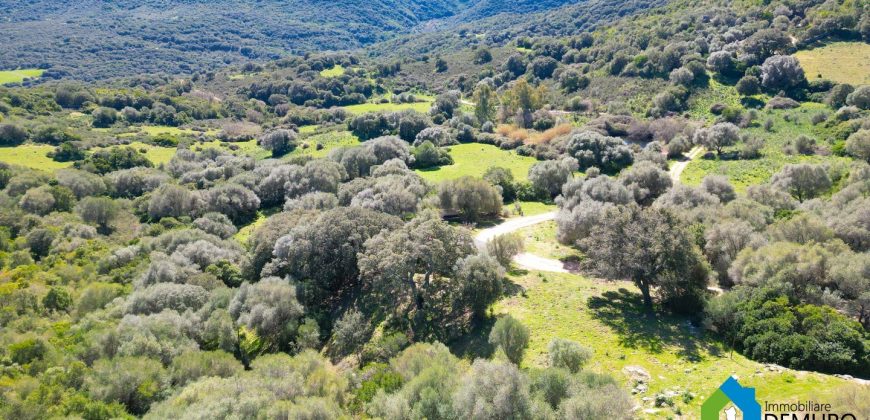 Farm for Sale in Gallura