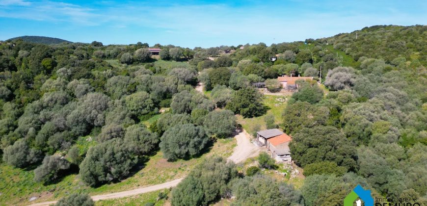 Farm for Sale in Gallura