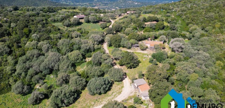 Azienda Agricola in vendita Sardegna ref. Biagio