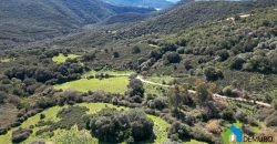 Farm for Sale in Gallura