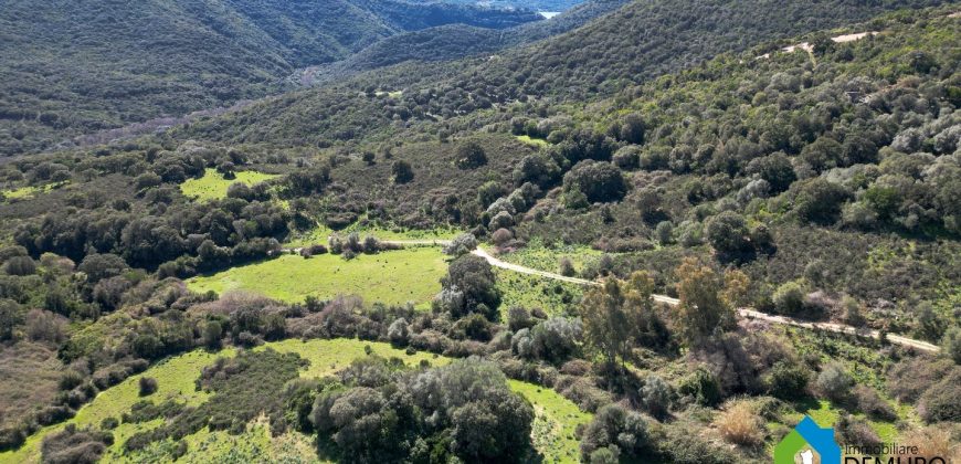 Farm for Sale in Gallura