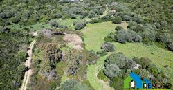 Azienda Agricola in vendita Sardegna ref. Biagio