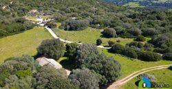 Farm for Sale in Gallura