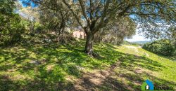 Farm for Sale in Gallura