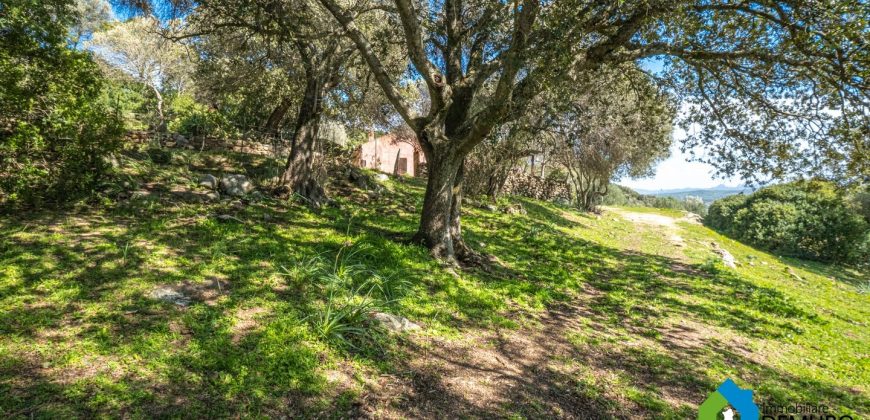 Farm for Sale in Gallura