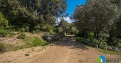 Farm for Sale in Gallura