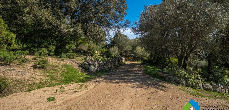 Farm for Sale in Gallura