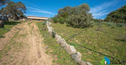 Farm for Sale in Gallura
