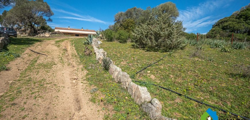 Farm for Sale in Gallura