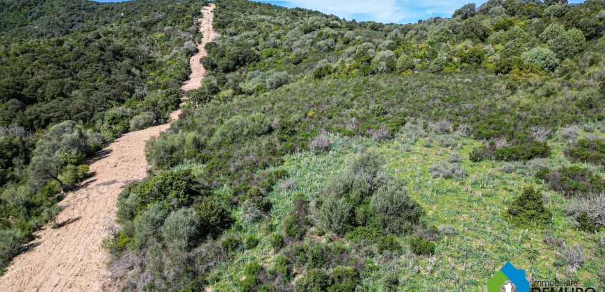 Farm for Sale in Gallura