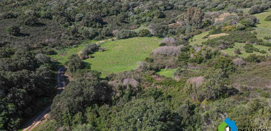 Farm for Sale in Gallura