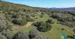 Farm for Sale in Gallura