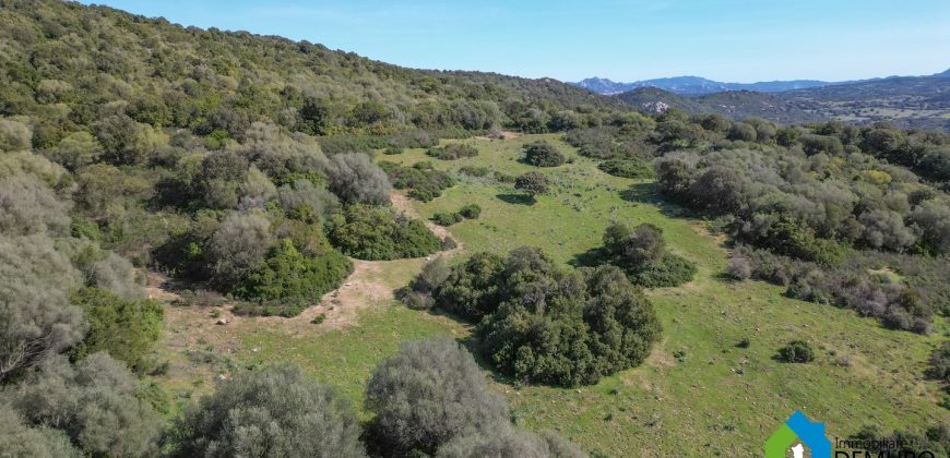 Farm for Sale in Gallura