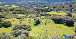 Farm for Sale in Gallura