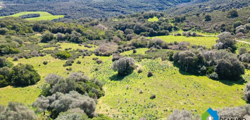 Farm for Sale in Gallura