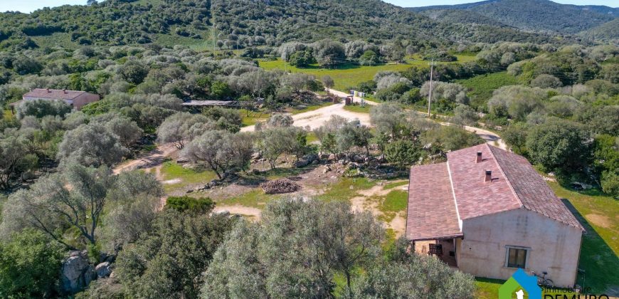 Farm for Sale in Gallura